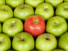 Breaking Free From the Overly Friendly Brand Voice Monoculture Several rows of green apples, with one striking red apple in the center to symbolize how a unique voice can set brands apart from the rest.